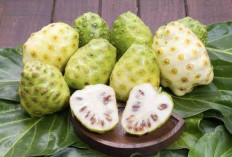 Simak! 5 Manfaat Buah Mengkudu untuk Wanita yang Jarang Diketahui
