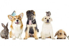 Simak! Inilah 5 Hal Penting yang Perlu di Perhatikan Sebelum Memelihara Hewan Kesayanganmu