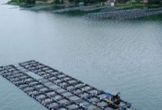Air Danau Toba Menyusut, Budidaya Ikan KJA Terancam