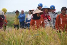 Padi Gogo Menguning, Korem 044/Gapo dan Petani Perkuat Ketahanan Pangan