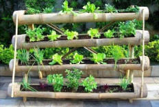 Inilah 5 Jenis Tanaman Sayur Merambat yang Cocok Dibudidayakan di Rumah