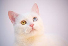 Ketahui! Inilah 6 Penyebab Kucing Terus Menatap Pemiliknya