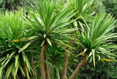 Begini Cara Mudah Memangkas Daun Pandan agar Tumbuh Subur
