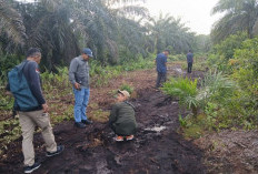 Harimau Muncul di Perkebunan Sawit Kabupaten Siak, Hanya Berjarak 4 Meter dari Saksi