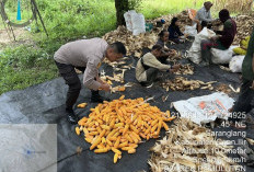 Polsek Pemulutan Gelar Panen Jagung Di Sarang Lang Ogan  Ilir, Bersama Petani