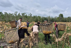 Ini Dia  Cara Tanam Jagung  Berlimpah, Polsek Tanjung Batu Panen Jagung  di Desa Senuro Timur Ogan Ilir