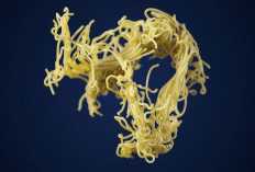 Mi Instan Susah Dicerna? ini Penjelasannya Secara Ilmiah