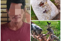 Berulangkali  Curi Sawit di PT BSP, Pelaku  Diamankan Polsek Muara Kuang