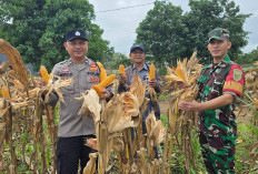Polsek Indralaya Panen Jagung 3 Hektar di Desa Tanjung Pering Ogan Ilir