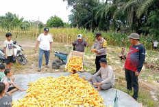 Polsek Tanjung Raja  Panen Jagung Pipil Bersama Pemdes Ulak Kerbau Lama