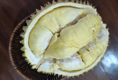 Simak! Ini 10 Manfaat Buah Durian untuk Kesehatan yang Jarang Diketahui