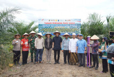 Petani Sawit di OKI Manfaatkan Lahan 778 Hektare Lahan PSR Tanam Padi Gogo