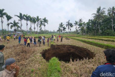 Lubang Raksasa Muncul di Sawah Warga Lima Puluh Kota, ini Penjelasan Geolog
