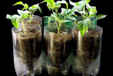 Tips Membuat Kebun Hidroponik dari Botol Bekas Tanpa Gunakan Pompa