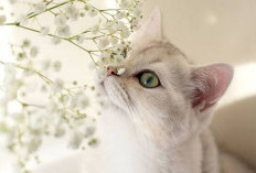 Inilah Cara Praktis Mengelola Aroma Kucing Agar Rumah Tetap Nyaman