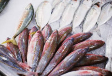 Ikan Air Laut Vs Ikan Air Tawar, Mana Lebih Sehat? Simak Penjelasannya Disini