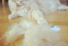 Inilah 8 Tips agar Bulu Kucing Tidak Gampang Rontok dan Mudah Dilakukan!