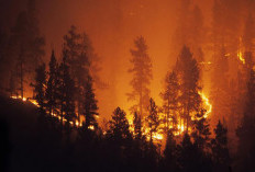 Hutan di Chili Terbakar, 15 Orang Tewas-50 Ribu Warga Mengungsi