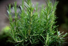 Inilah Ciri Fisik Tanaman Rosemary dan Cara Menanamnya