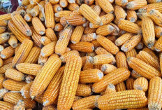 Polsek Muara Kuang Ogan Illr Hadiri Panen Jagung di Desa Lubuk Tunggal