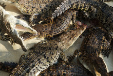 Khawatir Jadi Alat Teror, Pemerintah Israel Musnahkan Ratusan Buaya 