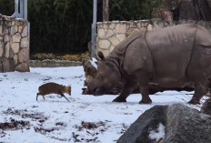 Rusa Mini Duel dengan Badak di Kebun Binatang, Siapa Menang?
