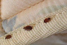 8 Cara Ampuh Membasmi Kutu Kasur hingga Tuntas, Dijamin Tidur Nyenyak